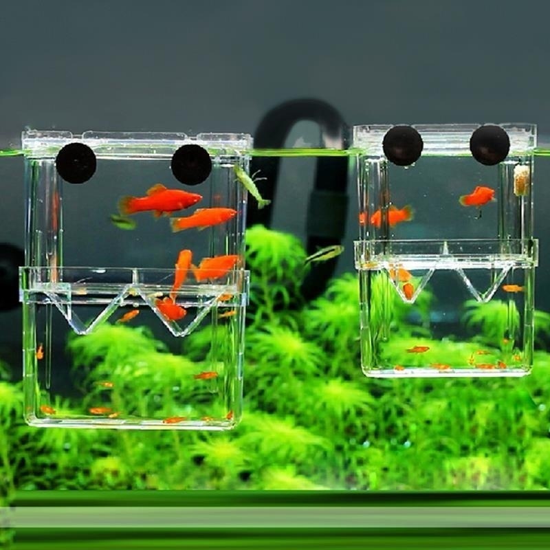 Aquarium Fish In Bowl - Multifunktionale Fisch Aquarium Hohe Klare Fische