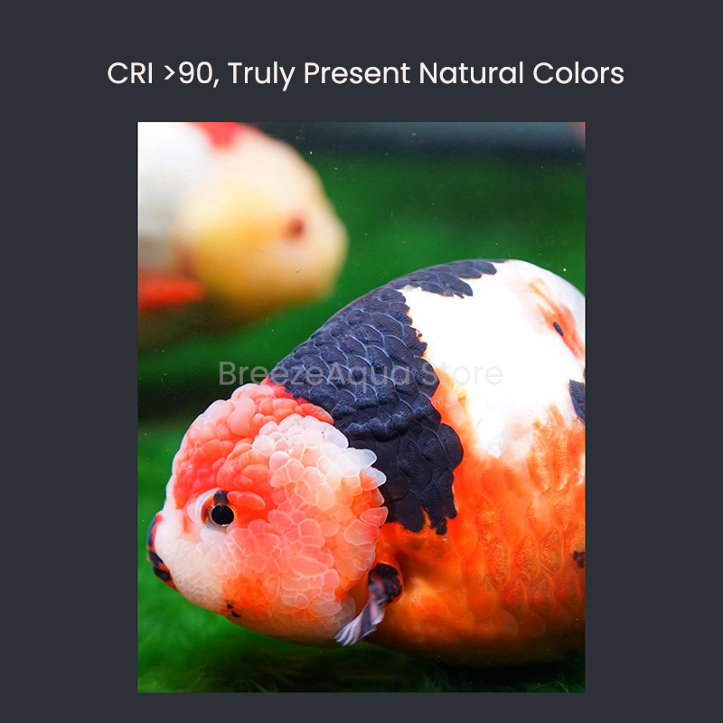 MAYIN Super Color 100 W Süßwas – Aquarium Fish Colour Bewertung und Preis