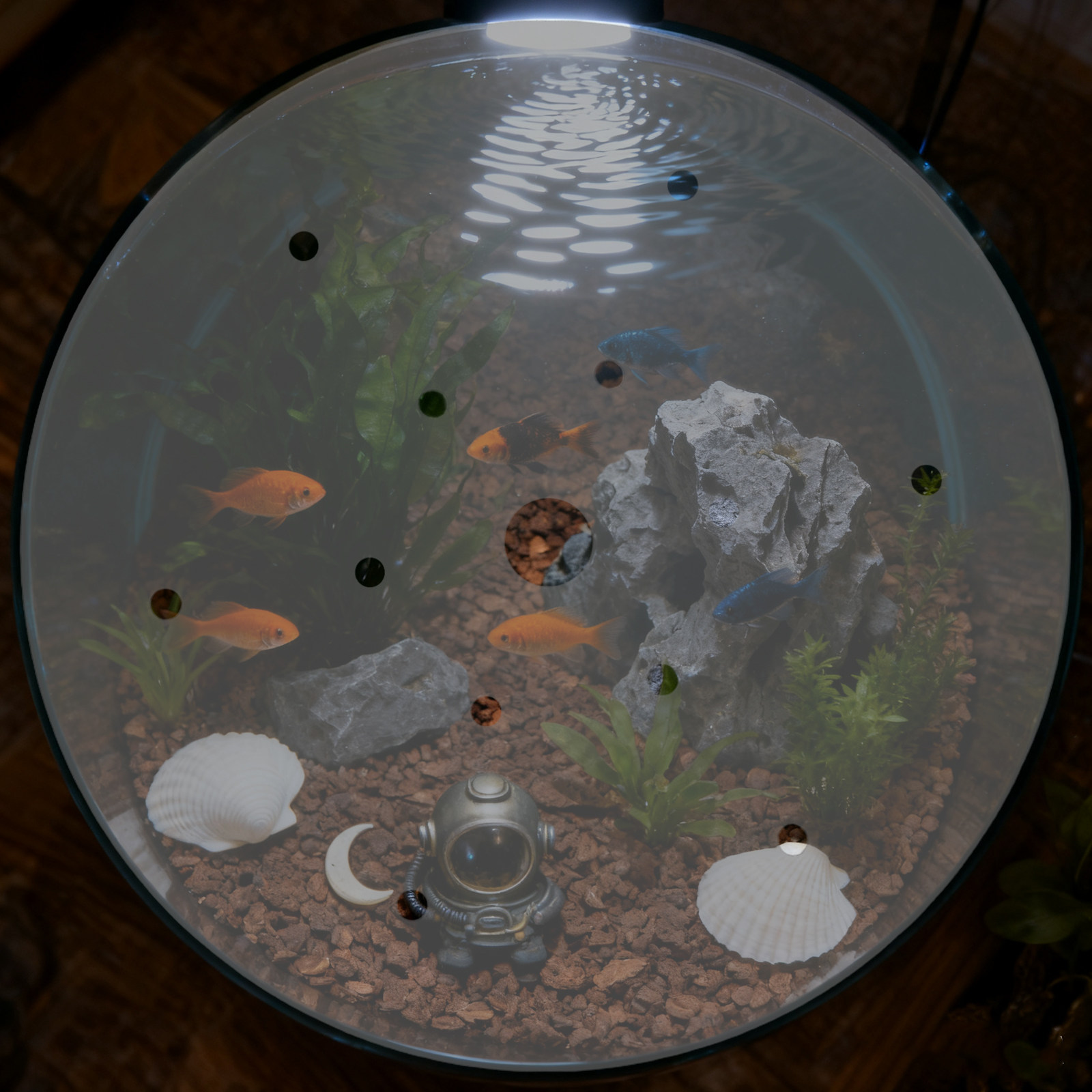 7 Zoll Runde Acryl-Aquariumabd – Aquarium Fish In Bowl Bewertung und Preis